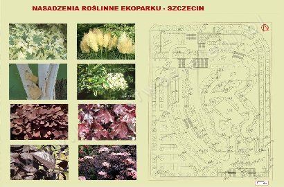 Nasadzenia roślin ekopark - Szczecin - Ludmiła Urbańska - KRÓLESTWO ZIELENI Pracownia Architektury Krajobrazu, Bydgoszcz, Dworcowa 84